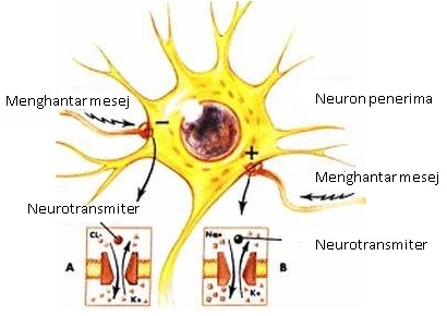 Epilepsy maksud Partial Seizures