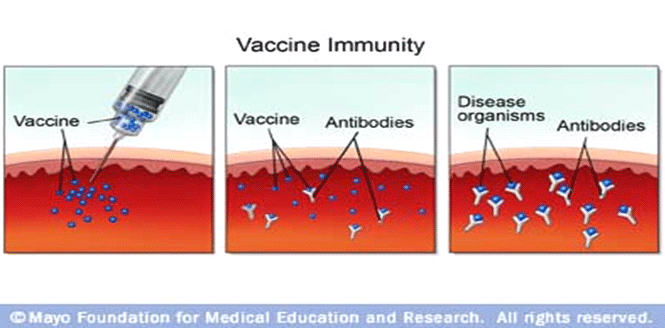 Bagaimana vaksin dihasilkan