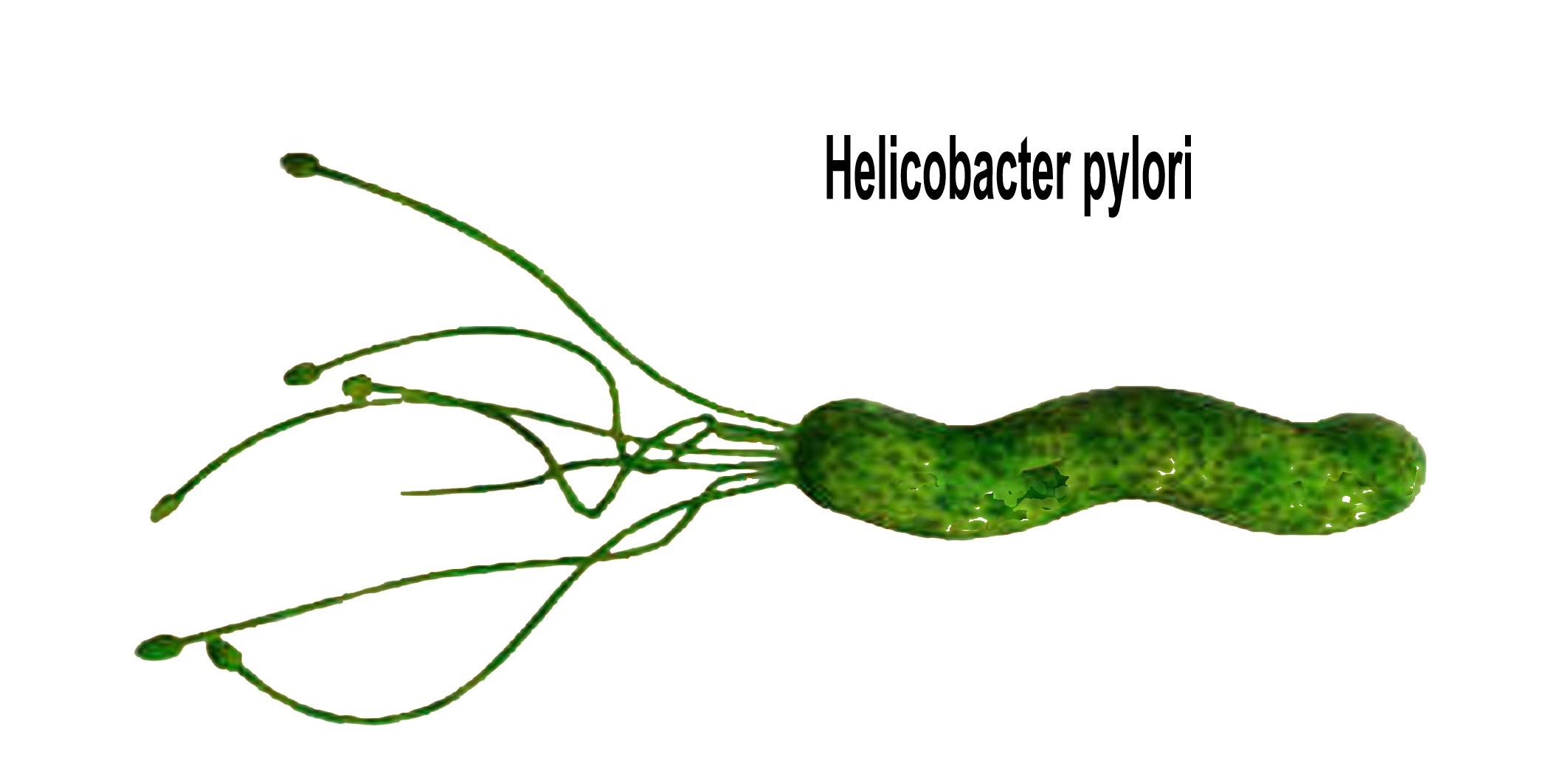 Bakteria H.pylori berbentuk pilin atau lingkaran