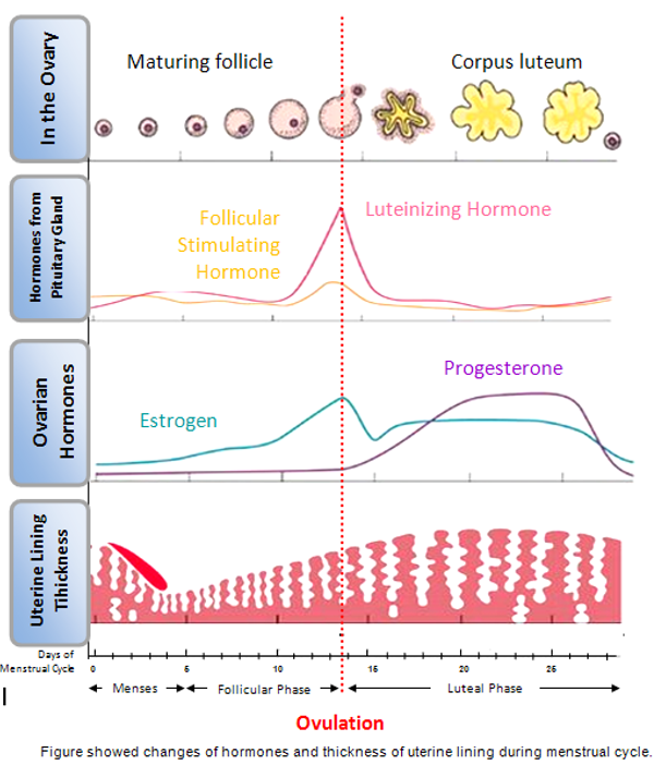 Hormone Changes During Menstrual Cycle Chart