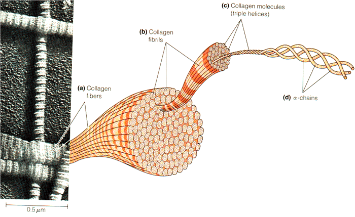 Gambar dan ilustrasi fibril kolagen