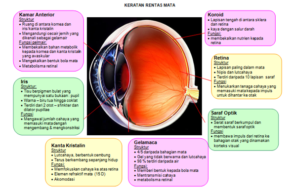 Kenali Struktur Mata Anda2