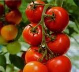 Lobak dan tomato telah lama diiktiraf sebagai makanan yang baik untuk mata2