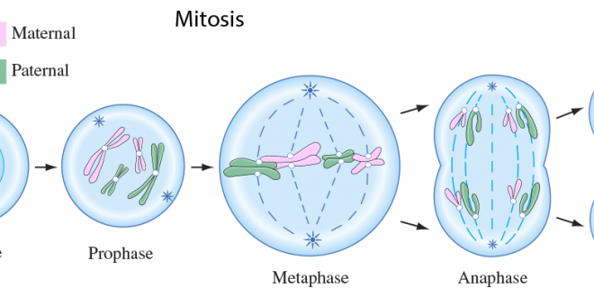 Mitosis maksud Nota Mitosis