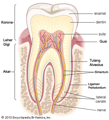 cross-section-molar