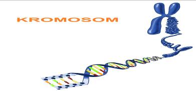 kromosom1