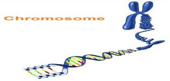 kromosom1(bi)