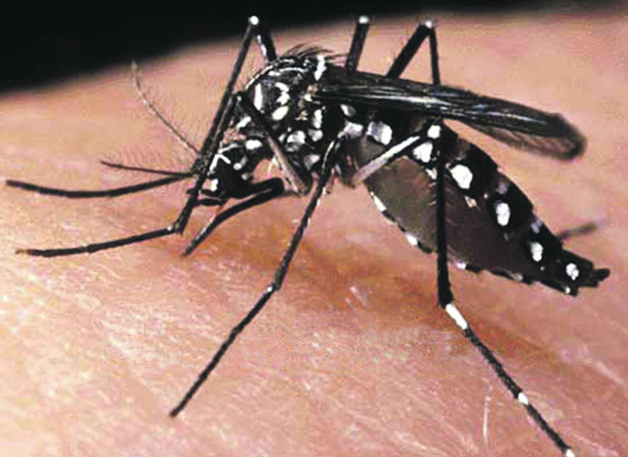 http://www.myhealth.gov.my/wp-content/uploads/page-1-Aedes-Aegypti-mosquito.jpg